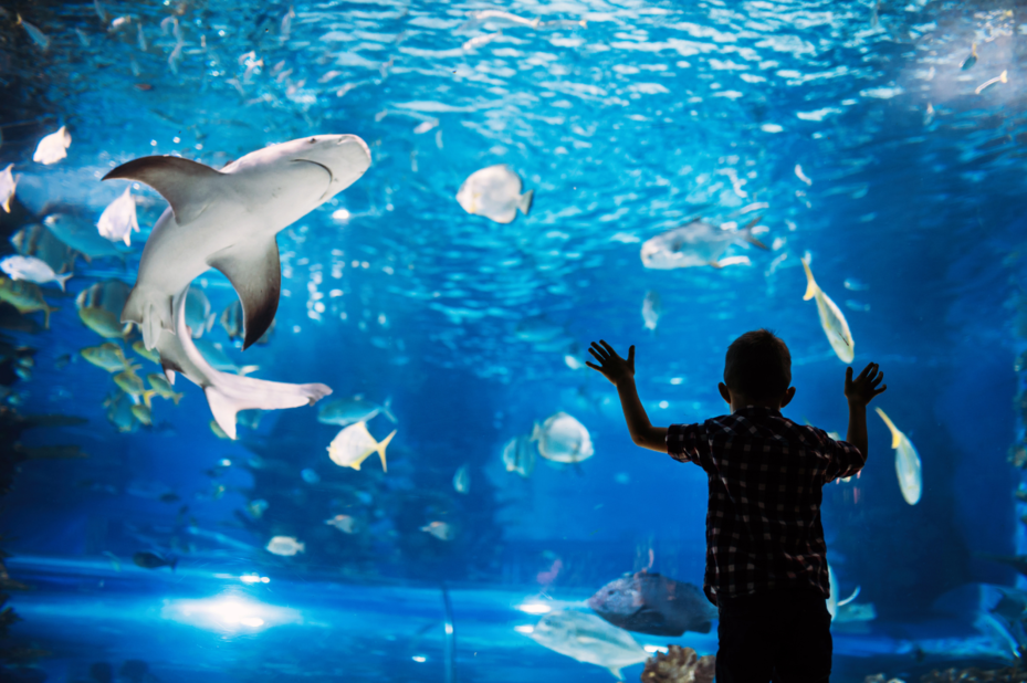 Kind in aquarium Taiwan © PANGEA Travel