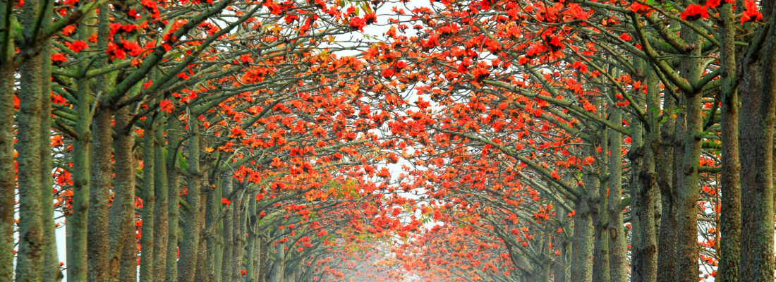 Linchupi kapokbloesem © Taiwan Tourism Administration – Photo by Zheng Yuanda